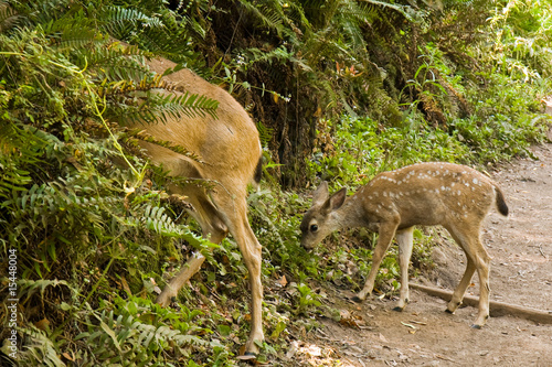 Canvas Print Blacktail Deer Fawn on a Muir Woods Trail