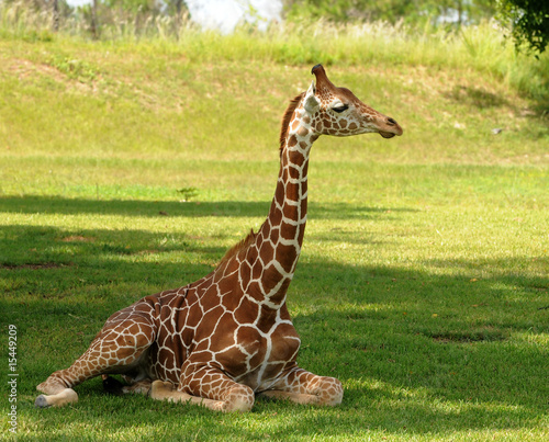Young giraffe