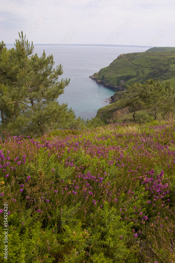 landscape with heather in brittany