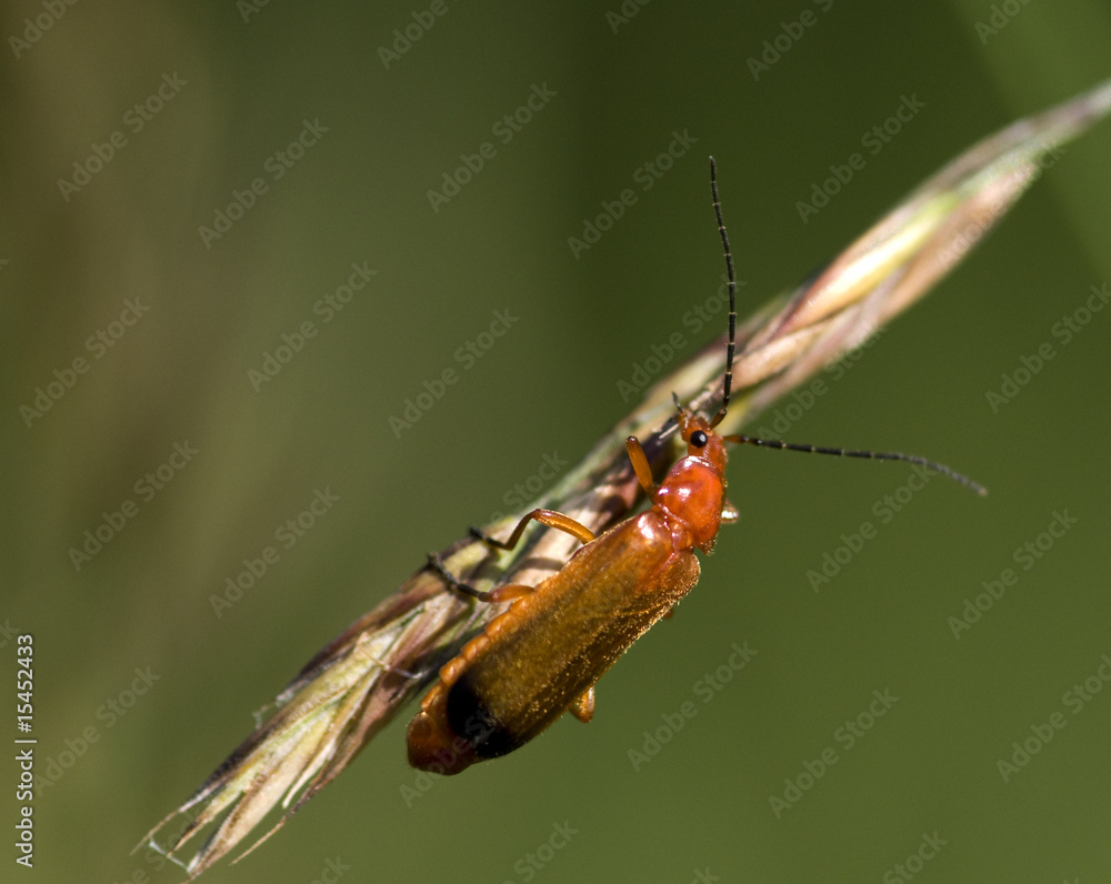 Cantharis fusca Cantharis fusca