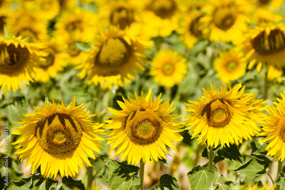 sunflower field, Provence, France