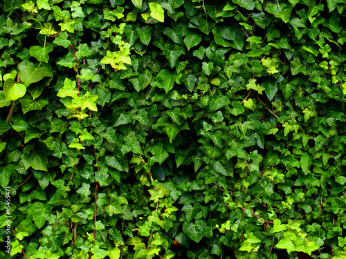 Canvas-taulu ivy