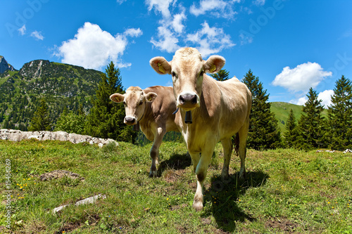 Wallpaper Mural almwirtschaft Torontodigital.ca