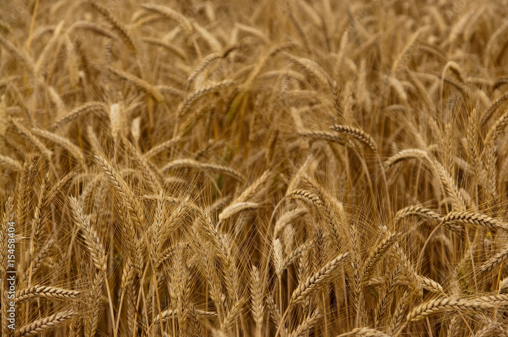 Fototapeta premium Wheat field