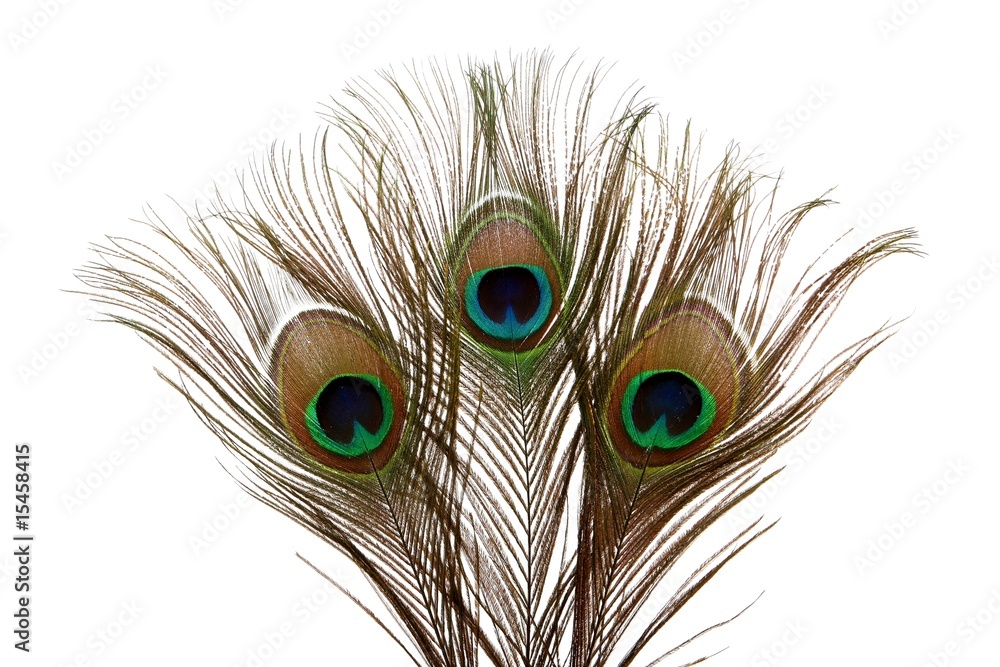Obraz premium Peacock Feathers