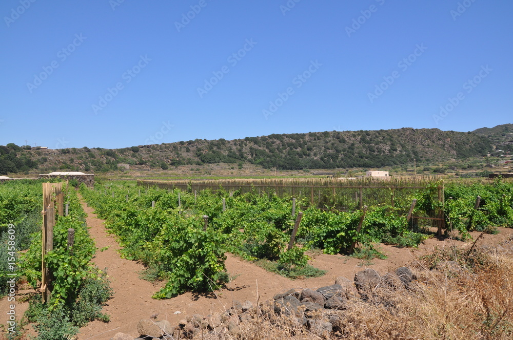 Obraz premium vigne pantelleria