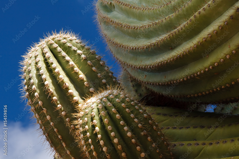 Fototapeta premium Saguaro Cactus Close-up