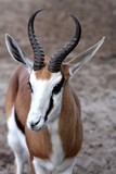 Springbok Antelope