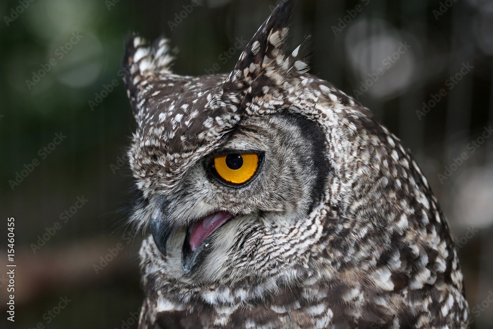 Obraz premium Eagle Owl Portrait