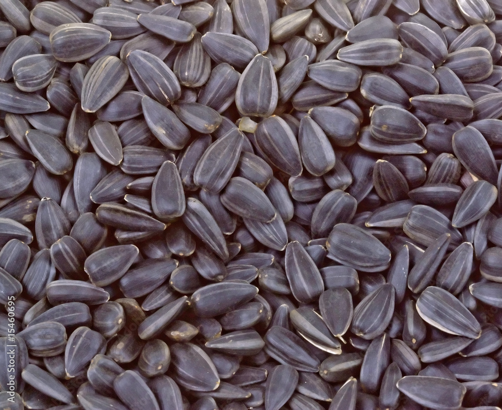 Gray sunflower seeds texture to background Gray sunflower seeds texture to background