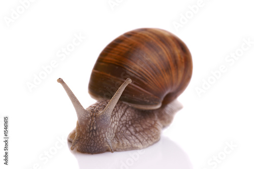 Large snail