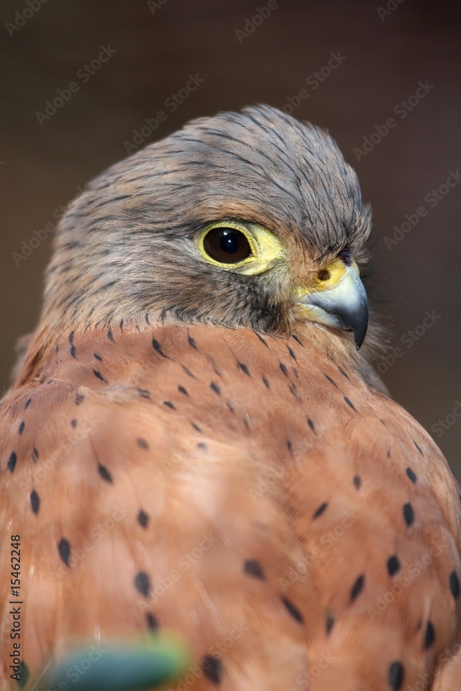 Obraz premium Rock Kestrel Bird