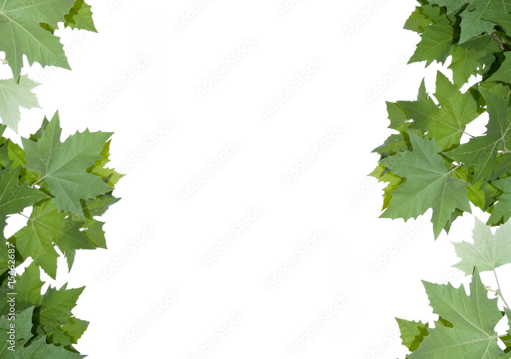 Fototapeta premium Frame from maple leaves.