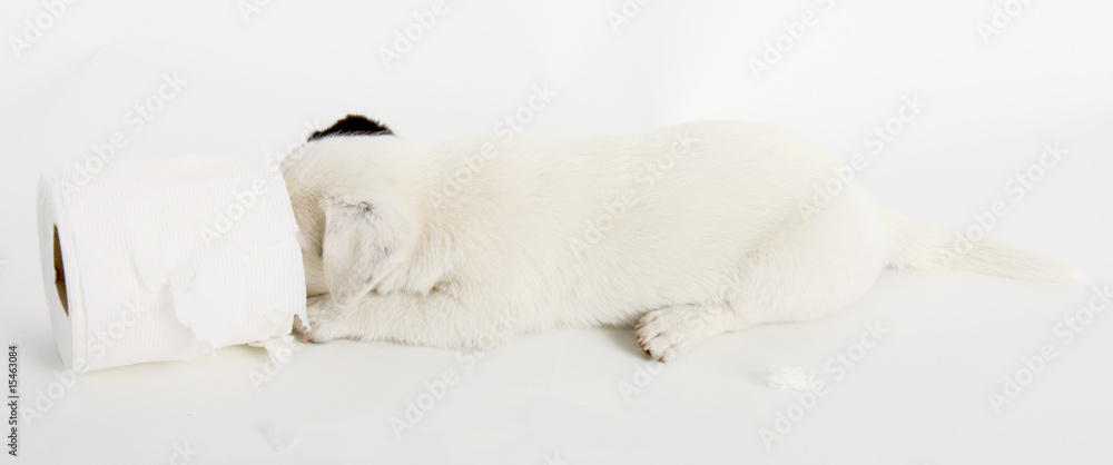 Fototapeta premium Jack Russell Terrier