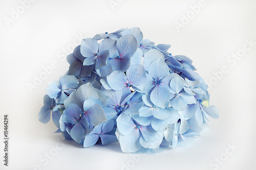hortensias - flowers background