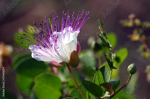 fiore del cappero