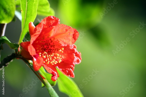 Foto fiore di melograno tra le foglie verdi