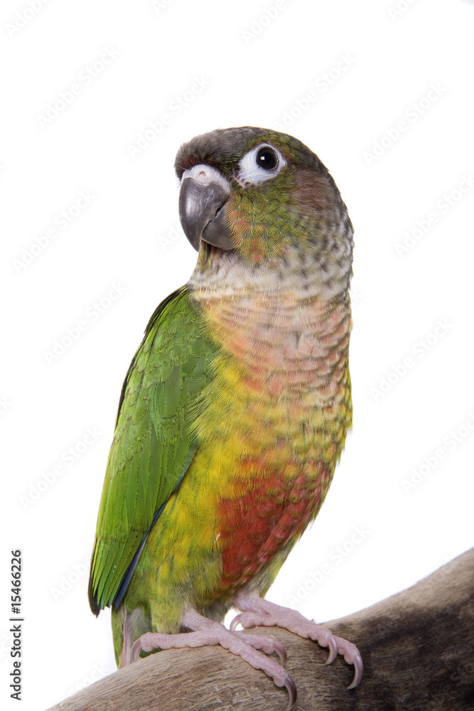 Conure, Green Cheeked, Yellow Sided, isolated on white Conure, Green Cheeked, Yellow Sided, isolated on white