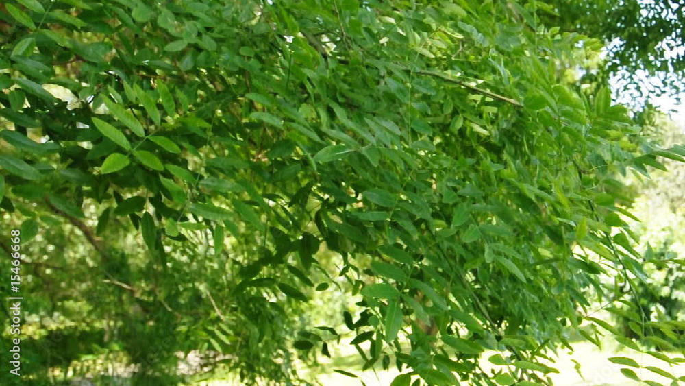 leaves in the wind leaves in the wind