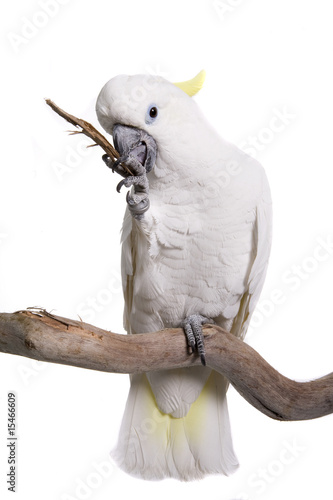Cockatoo, Trition, isolated on white photo
