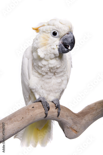Cockatoo, Citron, isolated on white