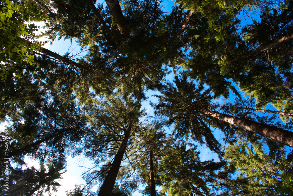 Fototapeta premium Trees