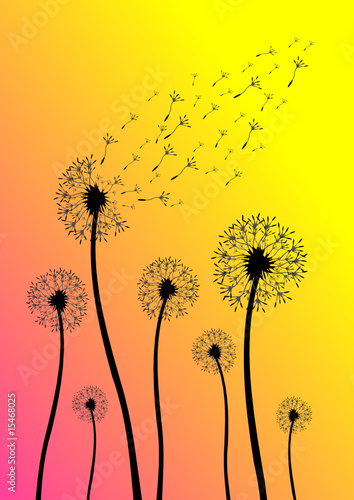 Silhouette eines Löwenzahn