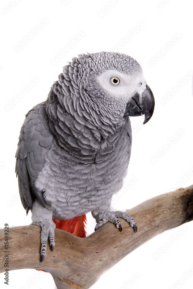 Obraz premium African Grey, Congo, isolated on white