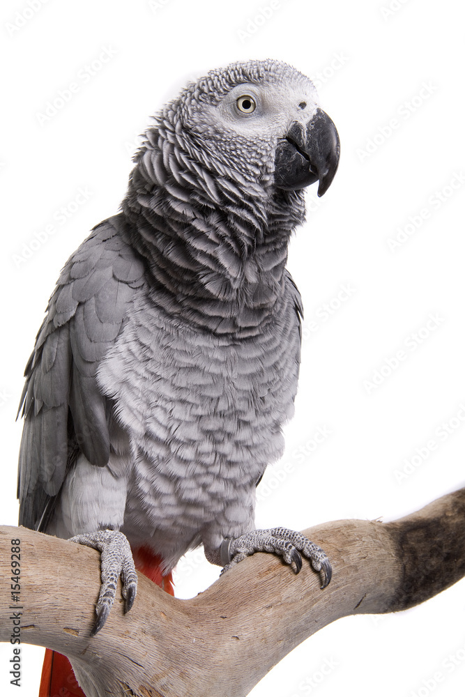 Obraz premium African Grey, Congo, isolated on white