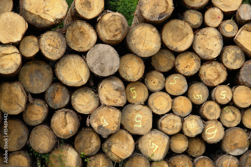 legna tronco risorsa trave