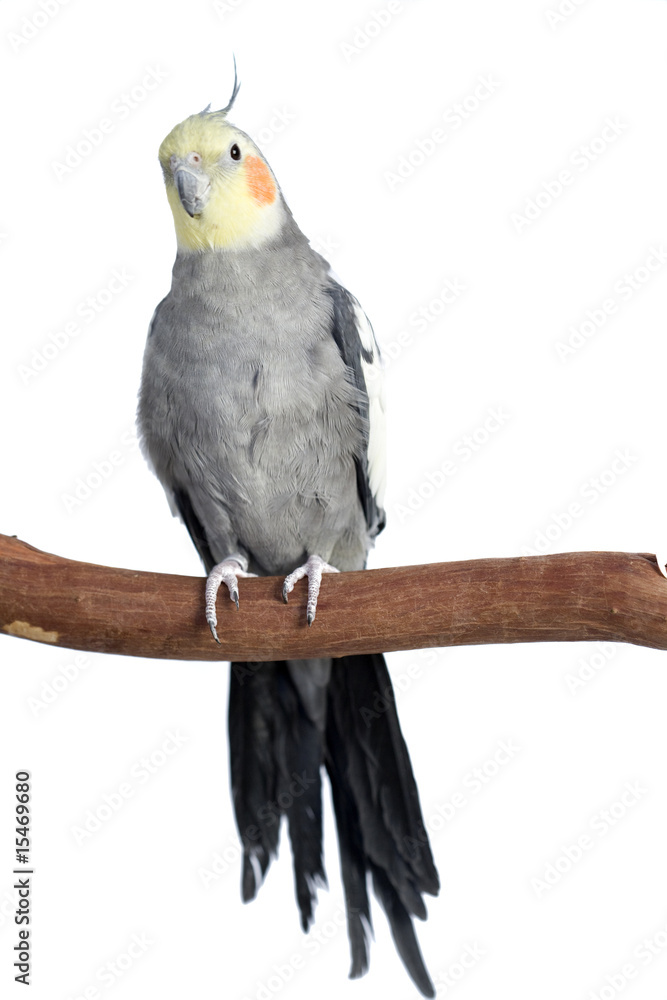 Fototapeta premium Cockatiel, isolated on white