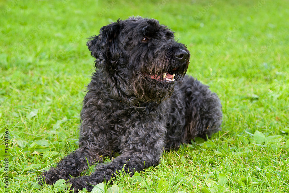 black dog terrier on the grass