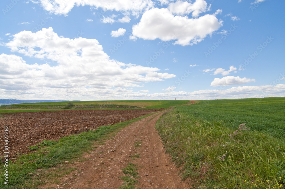 A wheat field.