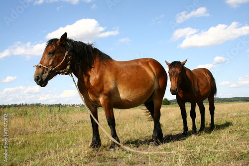 Mare with her young on a pasture