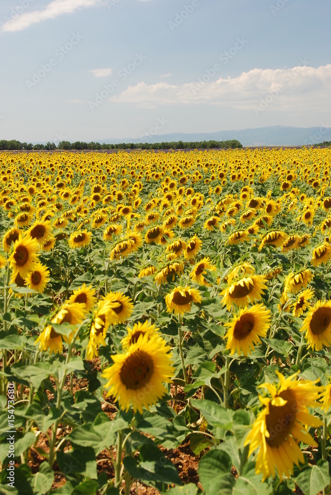 Naklejka premium girasole 4