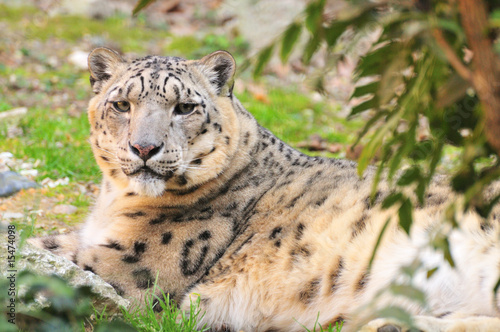 snow leopard (panthera uncia)