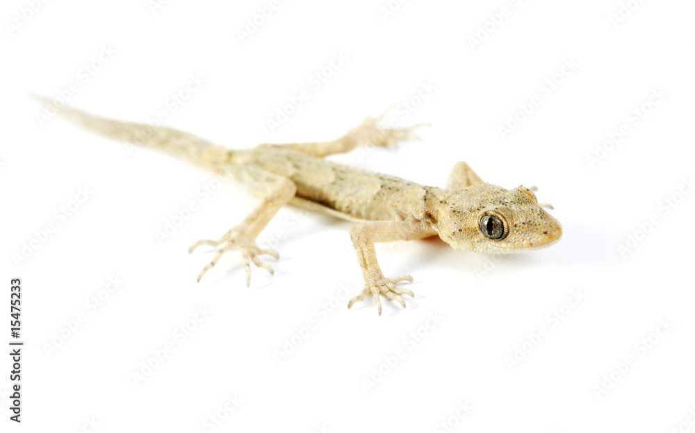 Naklejka premium Gecko isolated on white