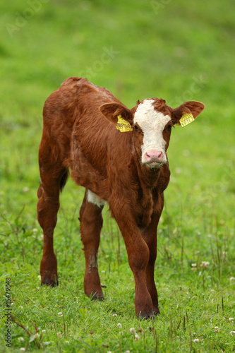Eine Kälbchen steht auf einer grüner Wiese