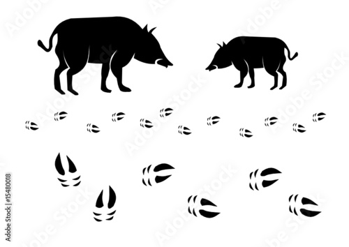 Wildschwein mit Spur