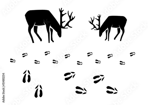 Hirsch und Rotwild Spur