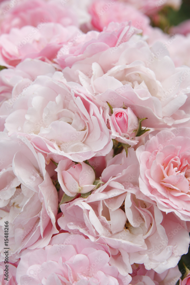 Fototapeta premium rosa Rosen