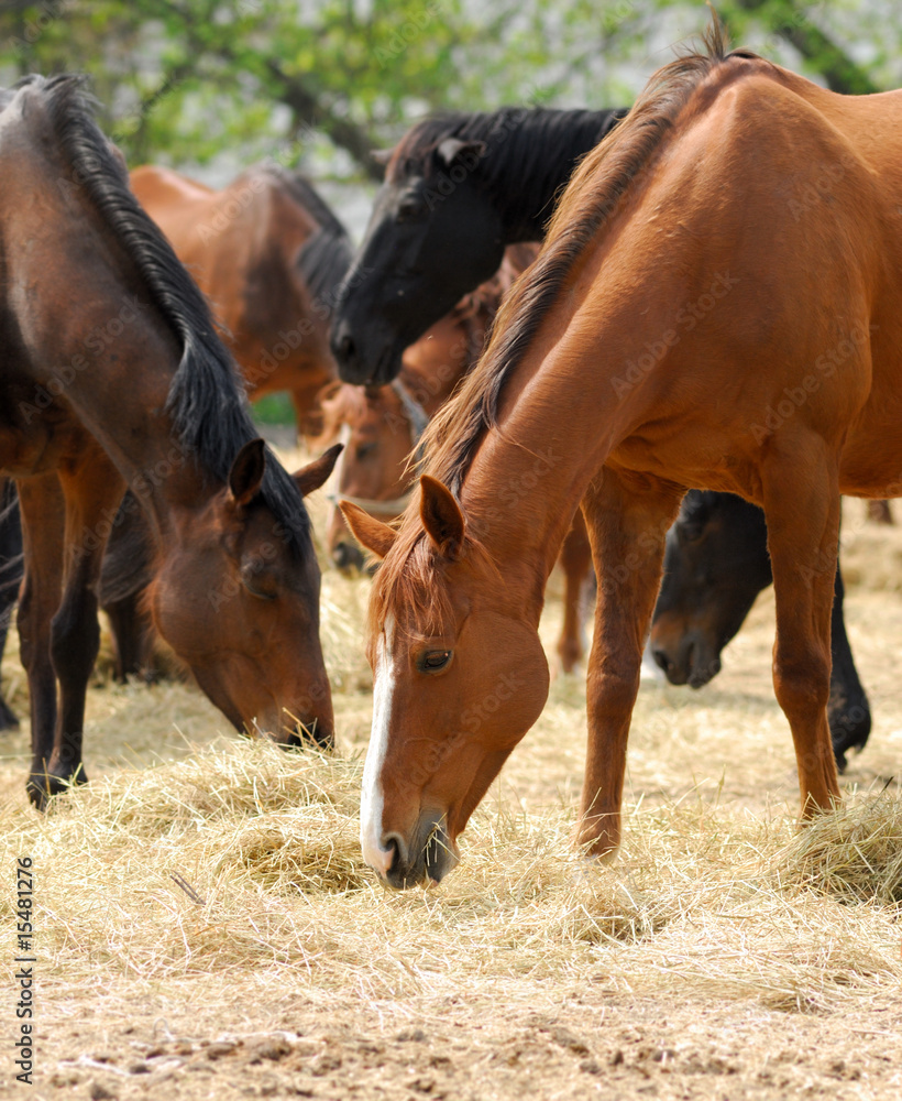 Fototapeta premium horse
