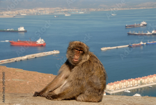 Barbary ape male, Gibraltar