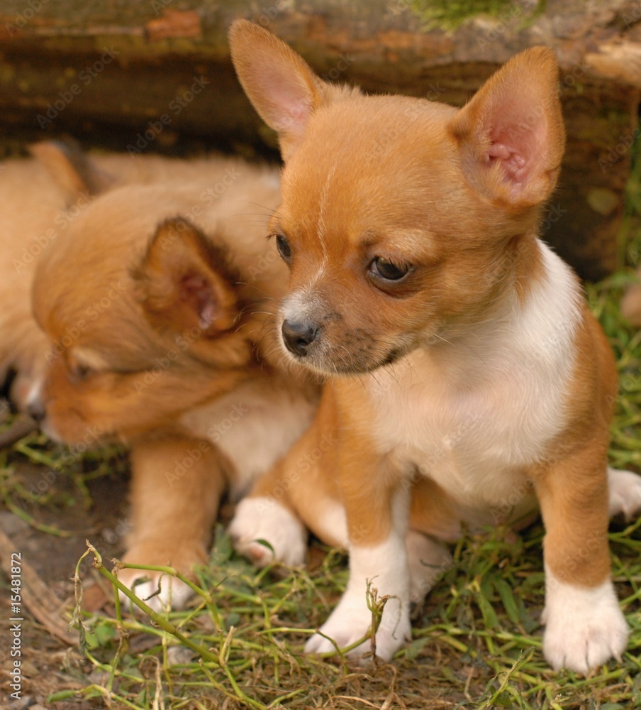 Fototapeta premium chihuahua