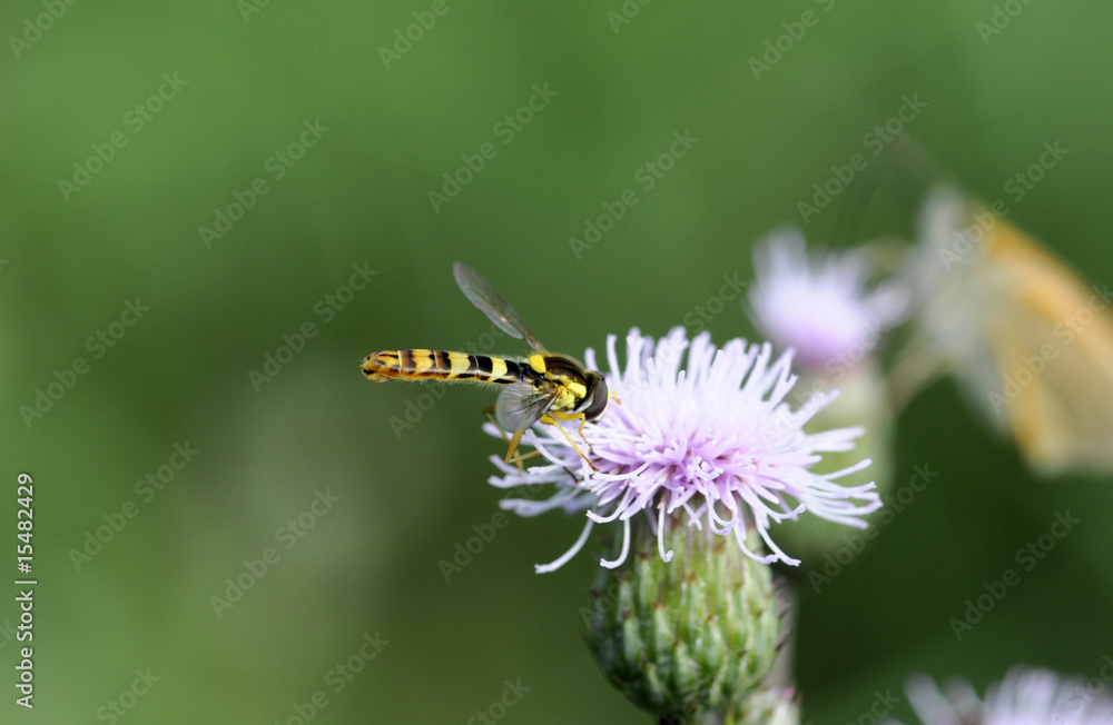 Fototapeta premium bee