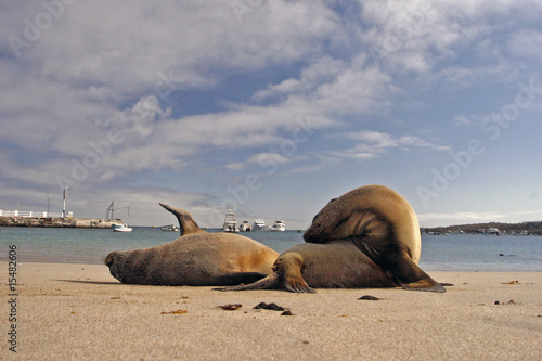 Seelöwen am Strand