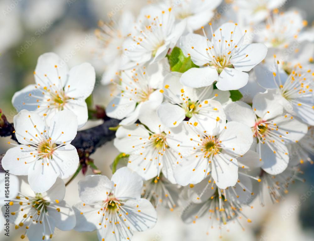 Obraz premium blossoming