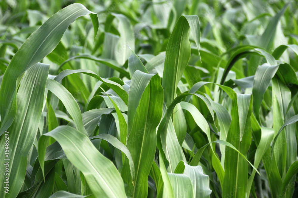 Obraz premium corn fields