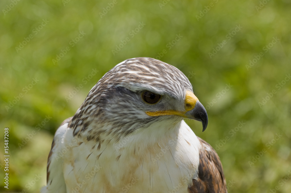 Harris Hawk Harris Hawk