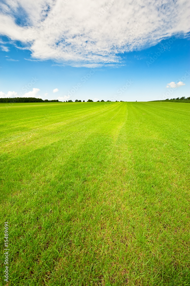 Fototapeta premium Summer background